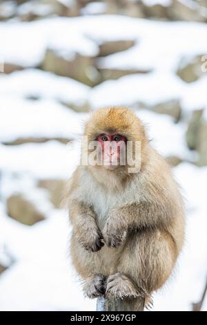 Singes des neiges au Snow Monkey Park, Jigokudani, Préfecture de Nagano, Honshu, Japon, Asie Banque D'Images