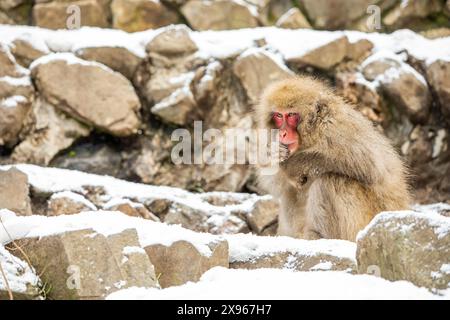 Singes des neiges au Snow Monkey Park, Jigokudani, Préfecture de Nagano, Honshu, Japon, Asie Banque D'Images