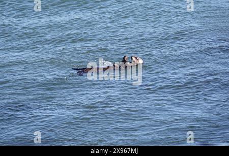 Loutre de mer, Enhydra lutris, utilisant une roche pour déloger sa proie ou ouvrir une coquille, San Semion, Californie, États-Unis Banque D'Images