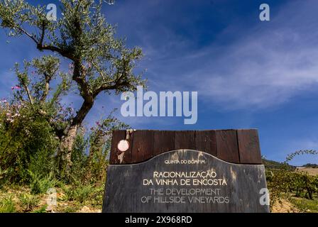 Vignobles de vin de Porto et vignobles dans la région de la vallée du Douro à Pinhao, Porto, Portugal, Europe Banque D'Images