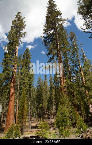 Séquoias géants, Mariposa Grove, parc national de Yosemite, Californie, États-Unis Banque D'Images