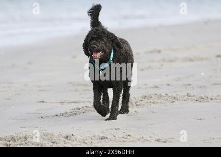 Chien d'eau portugais noir courir sur le sable à l'océan Banque D'Images