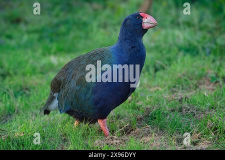 Nouvelle-Zélande ; Île du Sud, Takahe, Porphyrio hochstetteri Banque D'Images