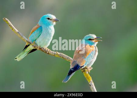 Rouleau européen, Coracias garrulus, couple d'adultes perché sur la branche, Bulgarie, Europe Banque D'Images