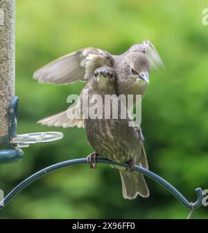 Starling immature (Sturnus vulgaris) atterrissant sur le dos d'un autre sur une mangeoire à oiseaux Banque D'Images