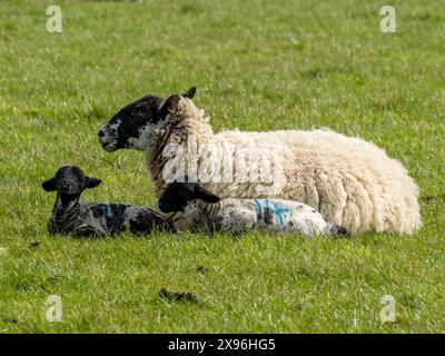 Brebis avec deux agneaux nouveau-nés dans un champ de ferme d'herbe verte au printemps, Leicestershire, Angleterre, Royaume-Uni Banque D'Images