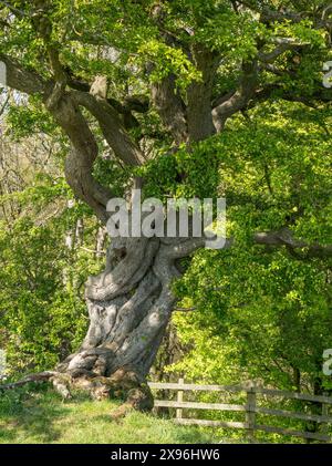 Ancien arbre de l'aubépine (Crataegus monogyna) à tronc torsadé, Leicestershire, Angleterre, Royaume-Uni Banque D'Images