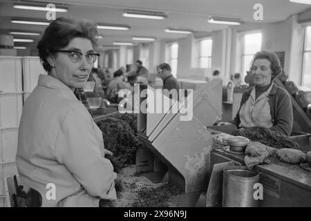 Aktuell 4-3-1971 : Langt fram til Like-lønn. Likelønn - at kvinner og menn skal ha samme betaling for samme arbeid - eksisterer ikke i vårt Land, selv omILO-konvensjon NR. 100 er ratifisert av de norske myndigheter. Kvinnene tjener betydelig mindre enn mennene. Foto : Sverre A. Børretzen / Aktuell / NTB ***Foto er ikke bildebehandlet*** cette image est traduite automatiquement Banque D'Images