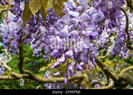 La Wisteria est une grande plante grimpant qui peut vivre longtemps. Il produit une profusion de fleurs bleues qui pendent dans une grande masse au printemps Banque D'Images