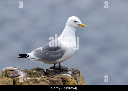 Kittiwake à pattes noires (Rissa tridactyla / Larus tridactylus) adulte en plumage reproducteur perché sur une falaise marine Banque D'Images