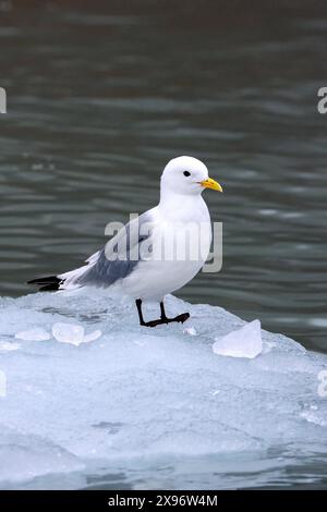 Kittiwake à pattes noires (Rissa tridactyla) adulte en plumage de reproduction reposant sur la banquise dans l'océan Arctique en été, Svalbard / Spitzberg, Norvège Banque D'Images