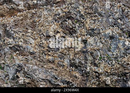 Colonie de reproduction d'oiseaux de mer de kittiwakes à pattes noires (Rissa tridactyla) nichant sur des rebords rocheux dans une falaise marine en été, Svalbard / Spitzberg, Norvège Banque D'Images