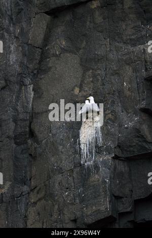 Paire de kittiwakes à pattes noires (Rissa tridactyla) nichant sur un rebord rocheux dans une falaise de mer à la colonie d'oiseaux de mer en été, Svalbard / Spitzberg, Norvège Banque D'Images