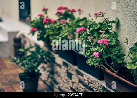 Un géranium fleurissant rose vif dans un pot noir suspendu se dresse le long d'un mur de pierre inégal. Avec espace à copier. Photo de haute qualité Banque D'Images