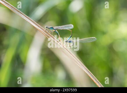 Paire de damselfly à queue bleue (Ischnura elegans) à Köyceğiz à Turkiye Banque D'Images