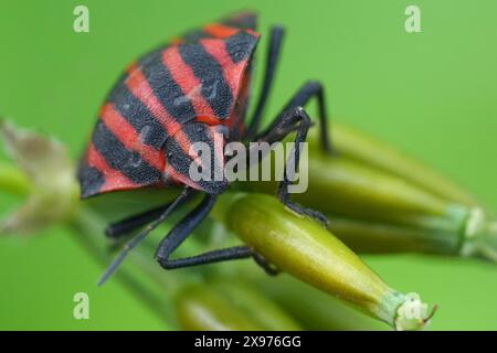 Gros plan facial naturel sur le insecte du bouclier rayé rouge, Graphosoma italicum, au-dessus de la végétation Banque D'Images