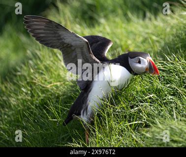 Macareux (Fratercula arctica), adulte reproducteur Banque D'Images