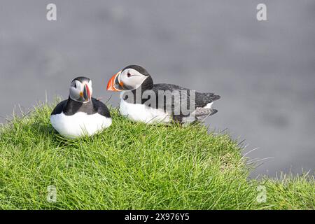 Macareux (Fratercula arctica), adulte reproducteur Banque D'Images