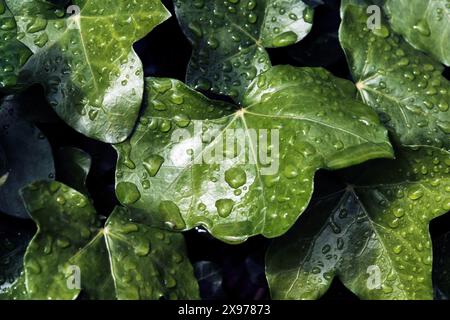 Gouttes de pluie sur la puce Banque D'Images