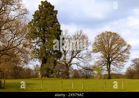 Vue du paysage boisé depuis Hutton-in-the-Forest, à l'origine un bastion médiéval et une maison historique à Skelton, Cumbria, Angleterre, Grande-Bretagne. Banque D'Images