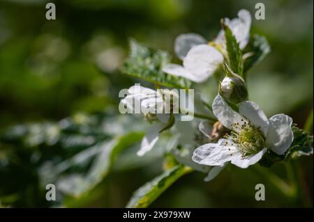 Mûres à fleurs, Rubus sectio Rubus Lituanie Banque D'Images