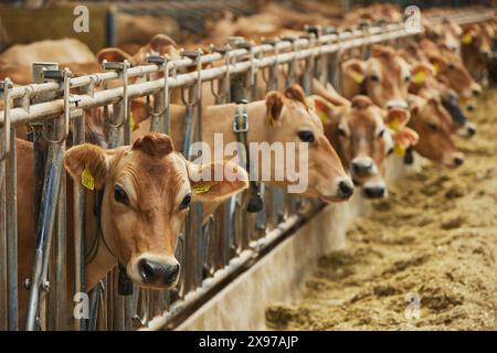 Mignonnes vaches Jersey dans une ferme moderne au Danemark Banque D'Images