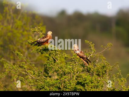Gros plan de deux cerfs-volants rouges perchés dans un arbre Banque D'Images