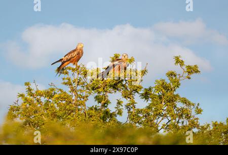 Gros plan de deux cerfs-volants rouges perchés dans un arbre Banque D'Images