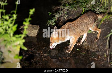 Gros plan d'un renard roux buvant de l'eau d'un ruisseau dans une forêt Banque D'Images