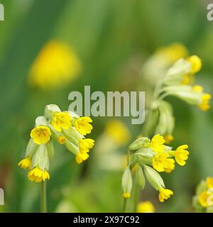 Carabine commune (Primula veris), floraison, printemps, Rhénanie du Nord-Westphalie, Allemagne Banque D'Images