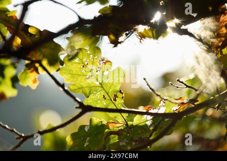 Feuilles de chêne anglais, de chêne pédonculé ou de chêne français (Quercus robur) dans une forêt en automne Banque D'Images