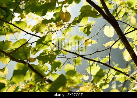 Feuilles de noisetier commun (Corylus avellana) dans une forêt en automne Banque D'Images