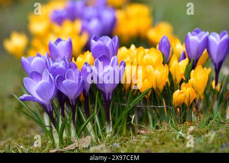 Crocus de printemps ou Crocus géant (cultivars de Crocus) fleurissant coloré au printemps Banque D'Images