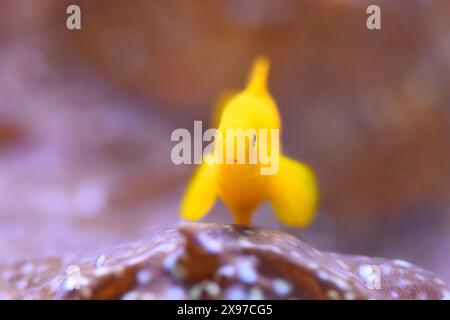 Close-up of a yellow clown goby () (Gobiodon okinawae) dans un aquarium Banque D'Images