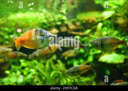 Gros plan du poisson-arc-en-ciel de Boeseman (Melanotaenia boesemani) dans un aquarium Banque D'Images