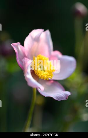 Gros plan d'une anémone chinoise (Anemone hupehensis) fleurit dans un jardin en été Banque D'Images