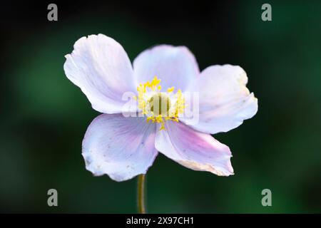 Gros plan d'une anémone chinoise (Anemone hupehensis) fleurit dans un jardin en été Banque D'Images