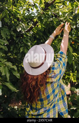 Femme dans un chapeau blanc cueillant des cerises de l'arbre, vue de l'arrière Banque D'Images