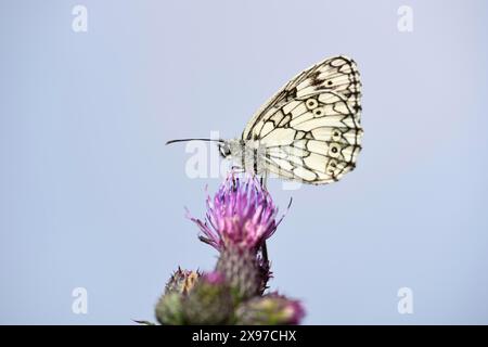 Gros plan d'un blanc marbré (Melanargia galathea) sur un chardon rampant (Cirsium arvense) au début de l'été Banque D'Images