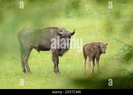 Gros plan du bison d'Europe (Bison bonasus) sur une prairie au début de l'été Banque D'Images