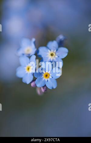 Gros plan du bois Forget-me-not (Myosotis sylvatica) fleurit au début de l'été Banque D'Images