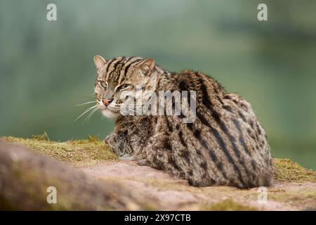 Gros plan d'un chat pêcheur (Prionailurus viverrinus) au printemps Banque D'Images