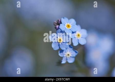 Gros plan du bois Forget-me-not (Myosotis sylvatica) fleurit au début de l'été Banque D'Images