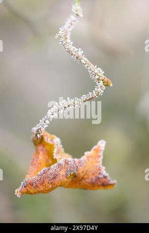 Gros plan d'une feuille commune de noisetier (Corylus avellana) en hiver Banque D'Images