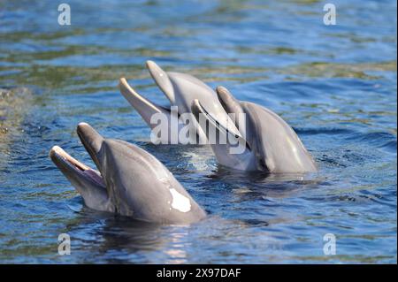 Gros plan d'un grand dauphin commun (Tursiops truncatus) dans un zoo en automne Banque D'Images