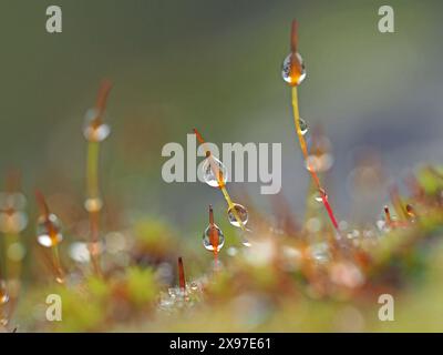 Macro-image en gros plan de gouttelettes d'eau de pluie rétroéclairées sur des capots de spores de mousse murale in situ - Cumbria, Angleterre Royaume-Uni Banque D'Images