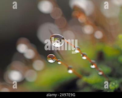 Macro-image en gros plan de gouttelettes d'eau de pluie rétroéclairées sur des capots de spores de mousse murale in situ - Cumbria, Angleterre Royaume-Uni Banque D'Images