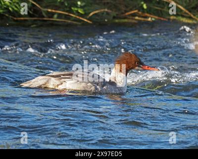 Canard Goosander femelle (Mergus merganser) alias Common Merganser nageant dans les eaux rapides de la rivière Lyvennet en Cumbria, Angleterre, Royaume-Uni Banque D'Images