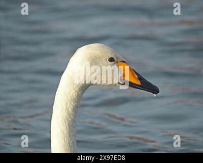 Portrait détaillé du cou et de la tête du cygne de Whooper (Cygnus cygnus), également connu sous le nom de cygne commun, migrant d'hiver régulier vers la RSPB Caerlaverock, Écosse, Royaume-Uni Banque D'Images