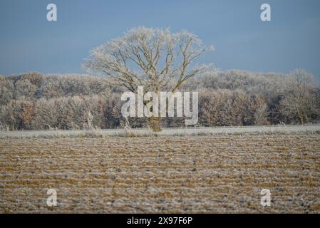 Un seul arbre sur un champ gelé en face d'une forêt dans un paysage hivernal givré, temps hivernal givré au petit matin sur les champs et les prairies dedans Banque D'Images